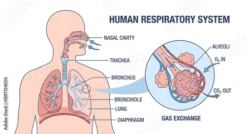 Human Respiratory System: A detailed, clear illustration of the human respiratory system, showcasing the intricate pathways of oxygen and carbon dioxide.||respiratory system, human, anatomy, science.