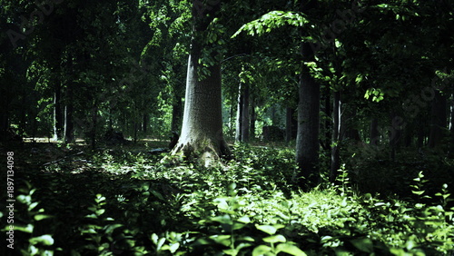 In a peaceful forest, soft sunlight shines through tall trees, illuminating vibrant green foliage. A tranquil atmosphere invites exploration and reflection among natures beauty.