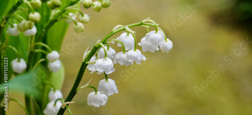 close up on white bells of pretty bouquet of fresh lily-of-the-valley coverin...