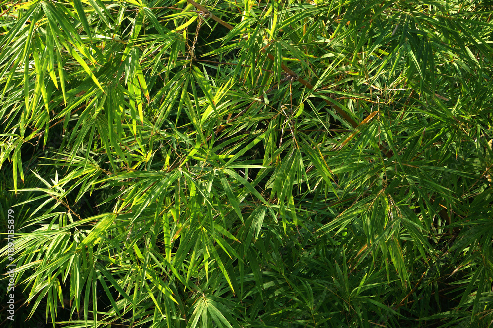 Fototapeta premium green bamboo leaves