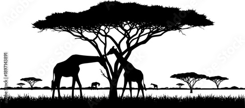 Giraffe silhouette feeding on acacia tree in African savanna for wildlife nature and safari landscape – Black and White Vector Illustration