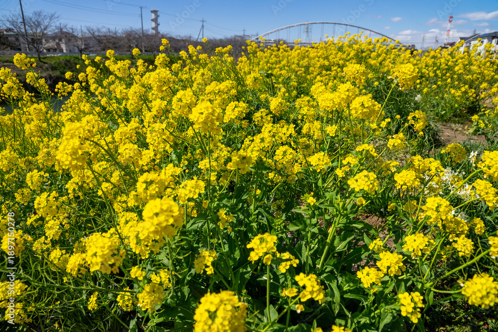 Obraz premium 菜の花畑