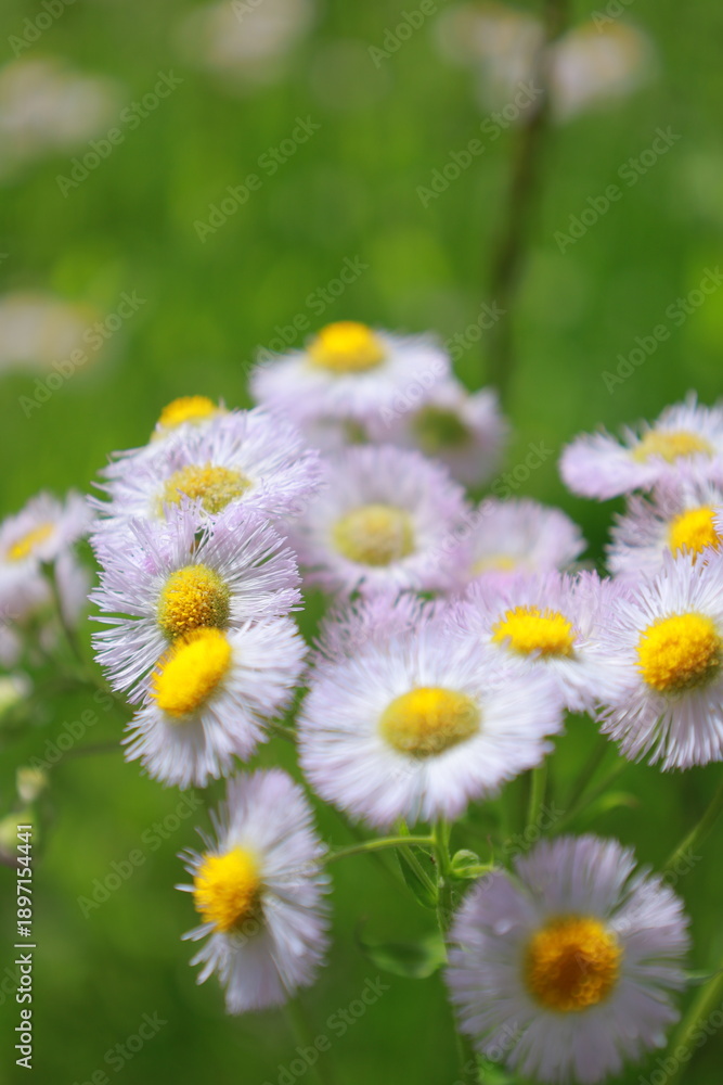 Fototapeta premium Bellis perennis L