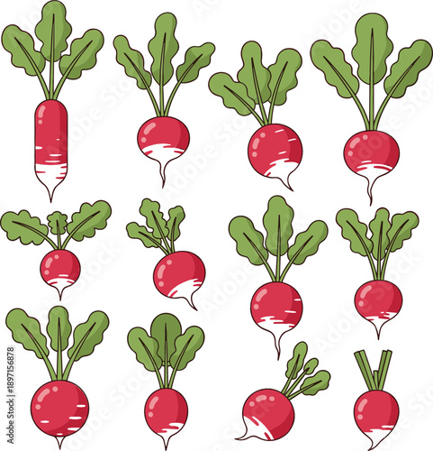 Vector set of fresh red radish vegetables with different shapes and leaves, hand drawn for food, farm and healthy design