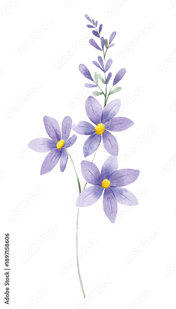 Obraz premium Flower watercolor, floral clip art. Perfectly for printing design on invitations, cards, wall art and other. Botanical illustration isolated on white background. Hand painting.