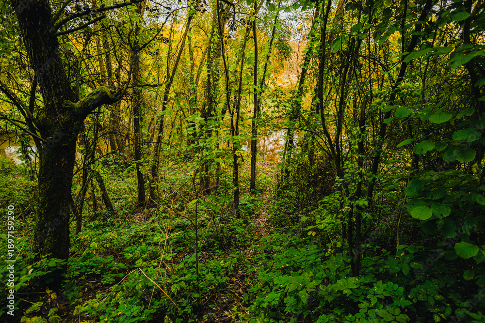 Fototapeta premium A hidden forest trail winding through a dense green thicket of young trees and wild bushes leading towards a quiet riverside.