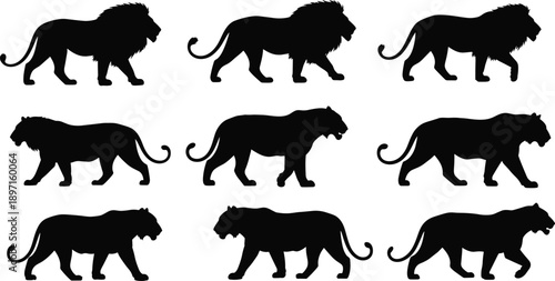 Lion walking silhouettes set, wild animal collection, black and white vector illustration, safari predator, african wildlife design