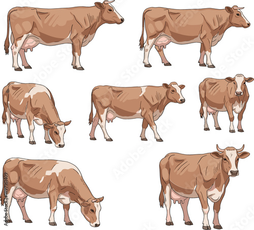 Realistic cow vector set with multiple standing and walking poses showing brown cattle for farm, agriculture, dairy, and livestock illustration design