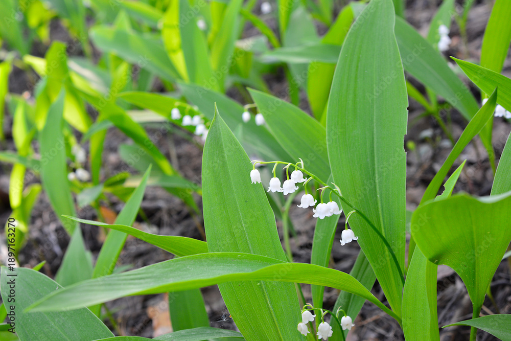 Fototapeta premium a lawn with White Lily of the Valley Flowers in Green Foliage copy space