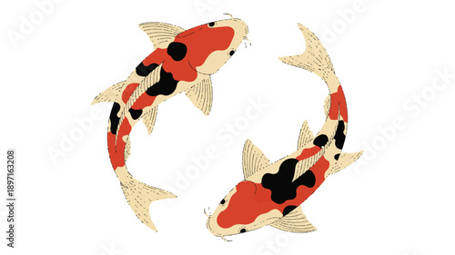 A digital illustration of two koi fish swimming in opposite directions against a white background (2)_traced