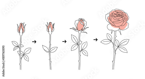 Illustrative sequence depicts the growth stages of a rose flower starting from a closed bud and ending with a fully bloomed blossom.