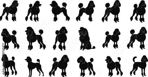 PrintSet of pedigree poodle dog silhouettes in various standing poses featuring professional grooming show cuts for canine breed lovers pet shop branding and animal logos