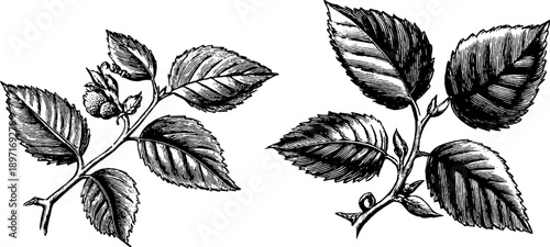 Vintage botanical elm leaf sketch for nature-inspired design and decor