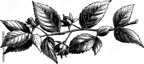 Elm tree branch botanical study illustration for vintage design