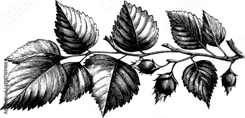 Vintage elm tree branch botanical study for retro design and decoration