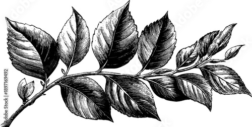 Botanical study of elm tree branch in vintage etched style