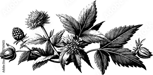 Vintage botanical engraving of floral banner for design and decor