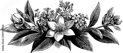 Vintage botanical engraving with floral elements for design use