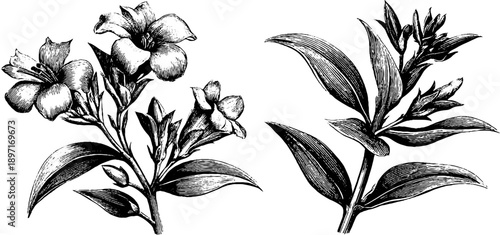 Vintage botanical engraved banner with floral reference design for print and card