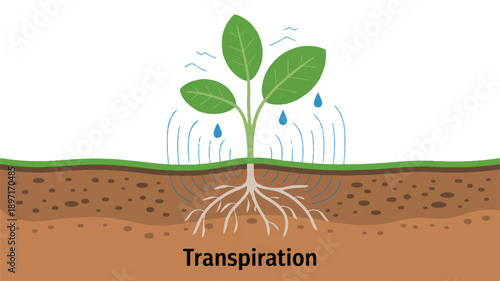 A scientific diagram showing the process of transpiration in a plant (3)_traced