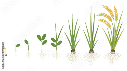 A scientific illustration showing the growth stages of rice plants from seed to mature grain (2)_traced