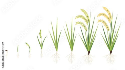 A scientific illustration showing the growth stages of rice plants from seed to mature grain (4)_traced