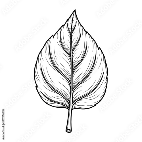 Detailed botanical illustration of a single leaf.