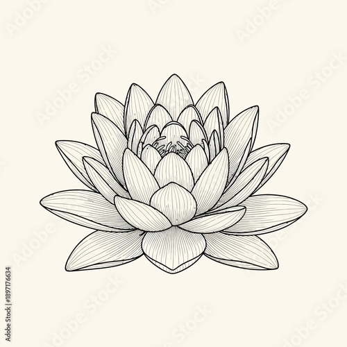 Elegant Lotus Flower Botanical Illustration.