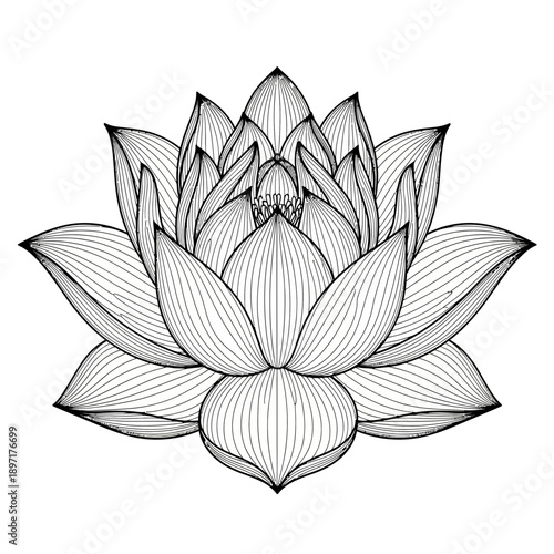 Elegant Lotus Flower Line Art Illustration.