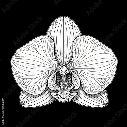 Elegant Orchid Flower Line Art Illustration 1.