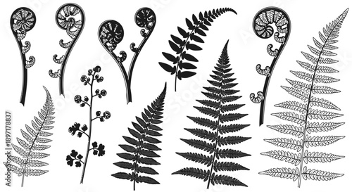 Various fern species illustrated in different styles and forms, showcasing their unique characteristics and growth patterns