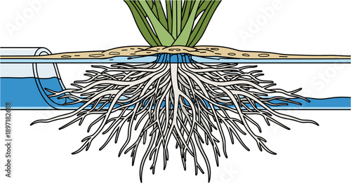Detailed illustration showcasing the intricate root system of a plant thriving in a hydroponic setup, emphasizing sustainable agriculture.