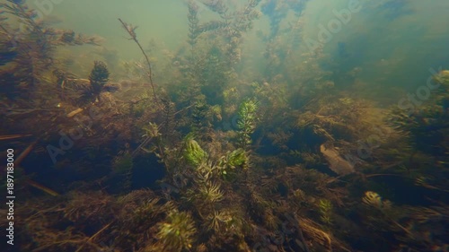 plastic garbage on riverbed, shallow freshwater lake, hornwort and spiny naiad oxygenate air in muddy water, green algae cover aquatic plant, still surface reflection, Buher river biotope in Lityn