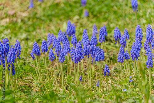 春の野原に青い絨毯のように群生するムスカリの花
