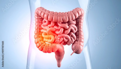 Human Digestive System Anatomy with Inflammation Highlighted.