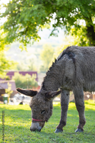 Cute donkey on the farm in spring light.