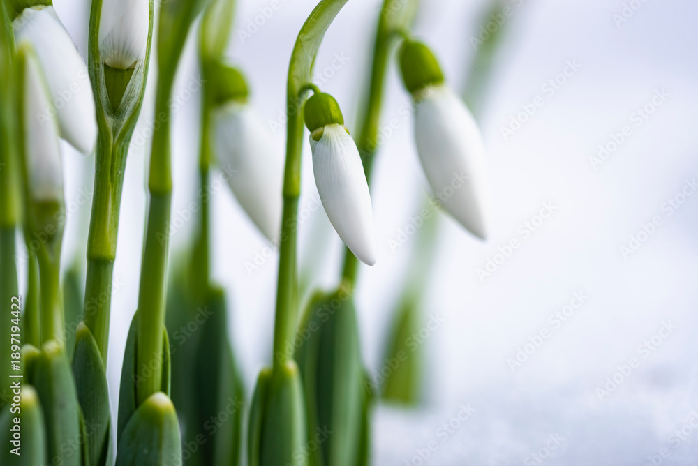 Fototapeta premium Close up photo of snowdrops in snow.