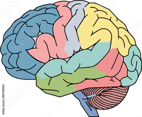 Vibrant and educational infographic illustrating the complex anatomy of the human brain, showcasing its distinct lobes and functional regions with various colors for clarity and easy comprehension