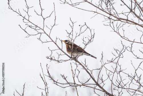 A male fieldfare thrush on a tree branch in winter against the sky. Winter birds