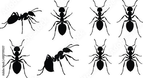 Black ant silhouette set, isolated insect collection, white background, pest control icon, nature wildlife, worker bug illustration, top side view