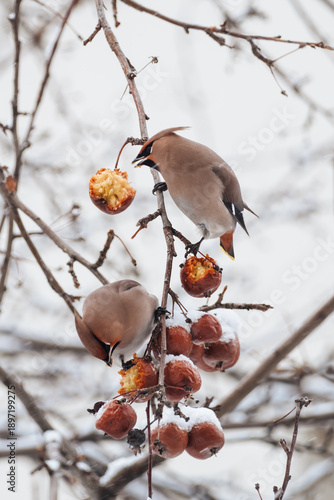 A male and female waxwing peck at a hanging apple on a snowy branch. Bird food in the city in winter.