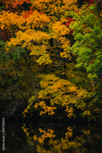 Vertical shot of a golden yellow autumn forest canopy reflecting in the dark still water of a river on a quiet October afternoon.