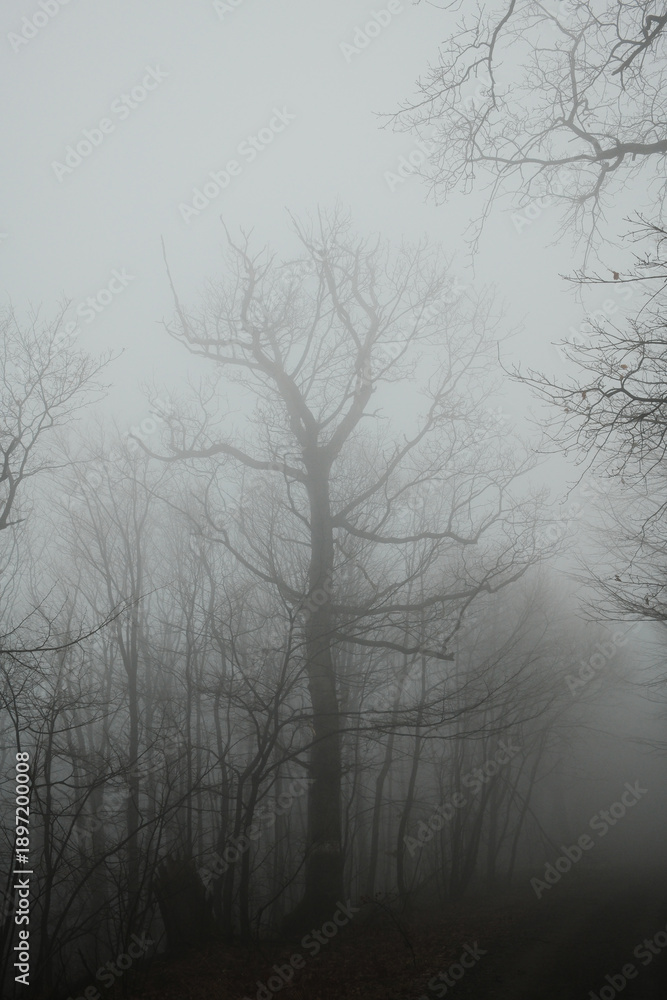 Obraz premium Tall bare tree silhouettes fading into thick fog in Fruska Gora National Park, Serbia. Minimal winter forest landscape with mystery, depth, and quiet atmosphere.
