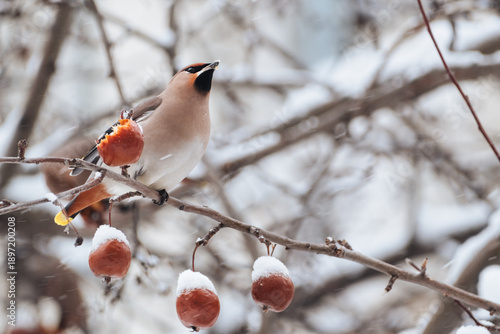 waxwing peck at a hanging apple on a snowy branch. Bird food in the city in winter.