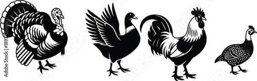 Farm poultry bird silhouettes, turkey goose rooster guinea fowl, black and white vector design, agricultural animals, cad drawing flat vector illustration