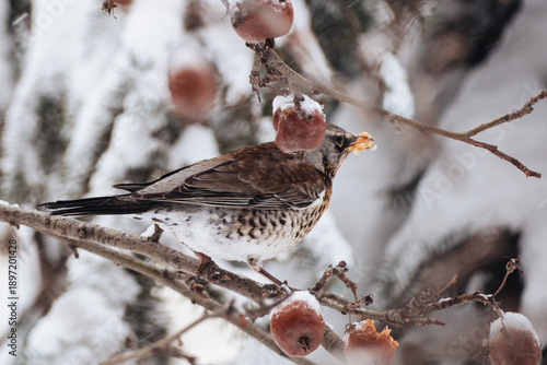 A male fieldfare eats rowan berries on a tree branch in winter. Winter birds in the city.