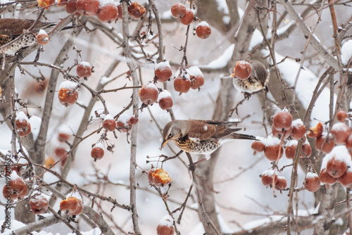 A male fieldfare eats rowan berries on a tree branch in winter. Winter birds in the city.