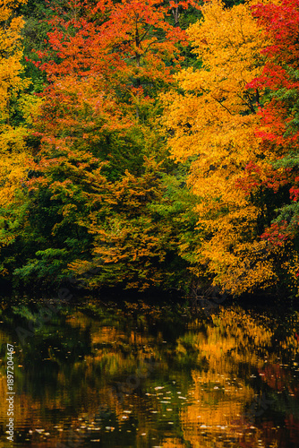 Panoramic view of a stunning autumn riverside with a dense canopy of red and yellow trees perfectly reflected in the calm water.