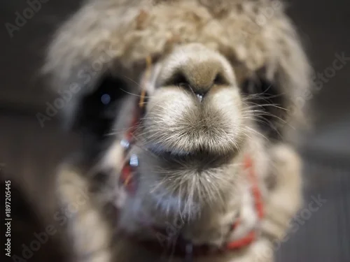 Fototapeta Chrapki alpaki 