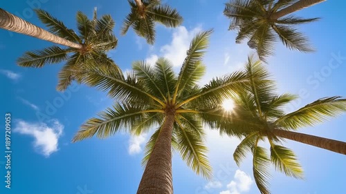 Wallpaper Mural Palm trees reach for a bright blue sky with sunlight overhead Torontodigital.ca
